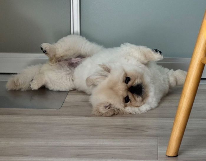 ひっくり返るこまちよちゃん