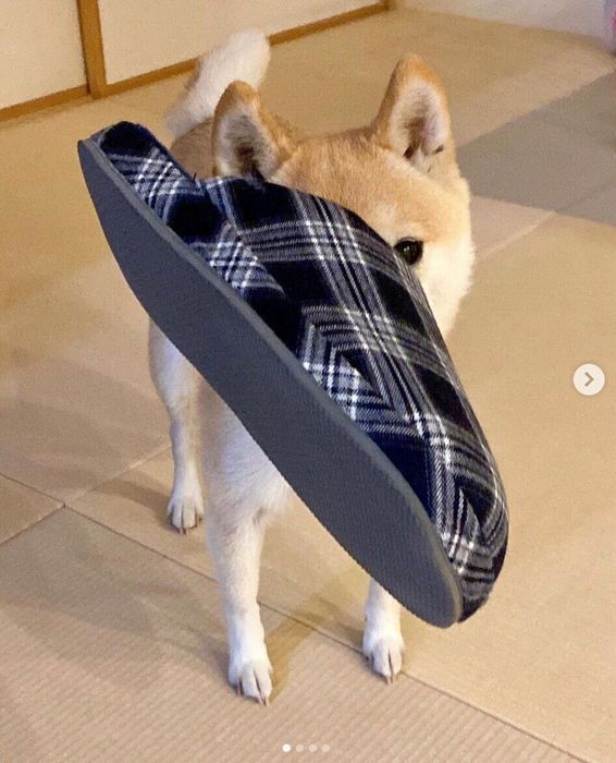 スリッパをくわえるすずちゃん