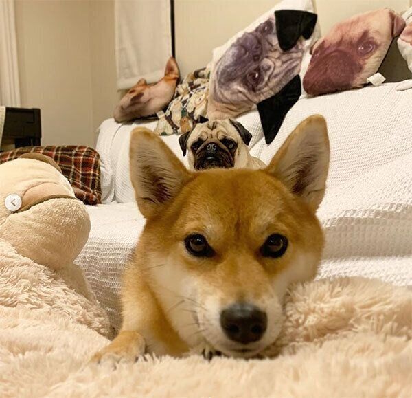 見つめるラルくんとアキちゃん