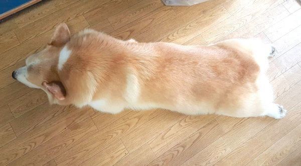 床で寝そべるコーギー