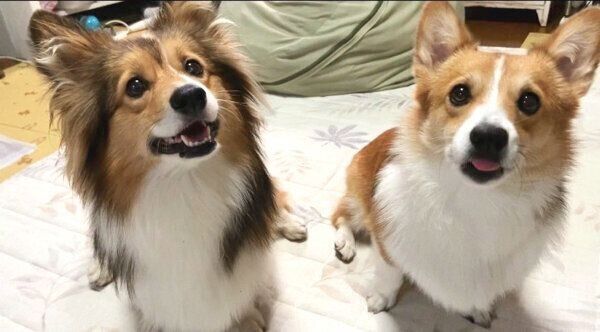 おやつを見つめるせこむちゃん、うりちゃん