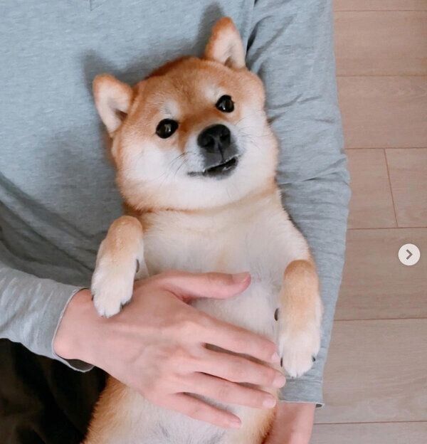 くつろぐちくわくん