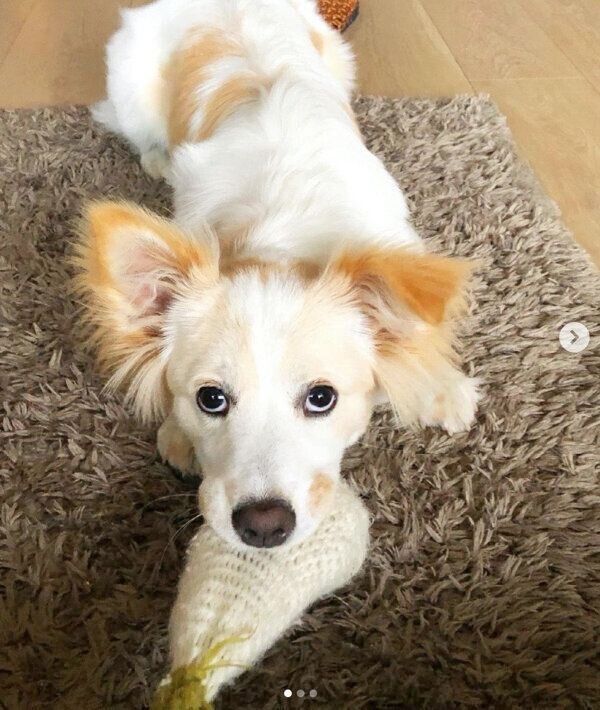 上目遣いをするたんたんちゃん