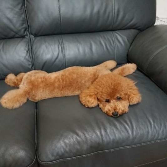 うんちを拾うのは当然！