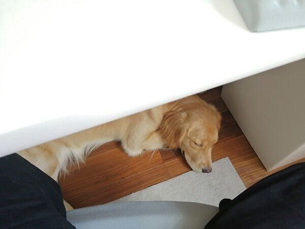 机の下で待つナッツちゃん