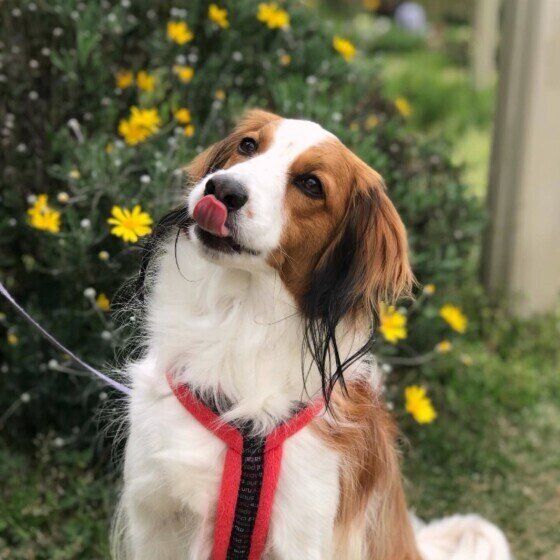 シニア犬になってから急にご飯や食べ物に執着することがあるのはどうして いぬのきもちweb Magazine