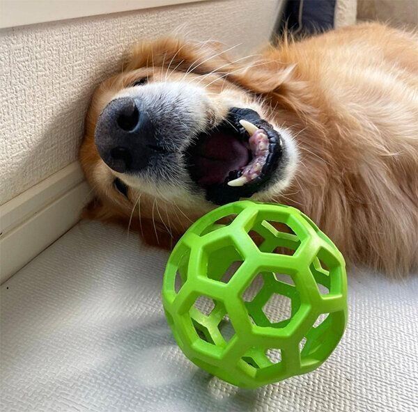 ボールで遊ぶマイトくん