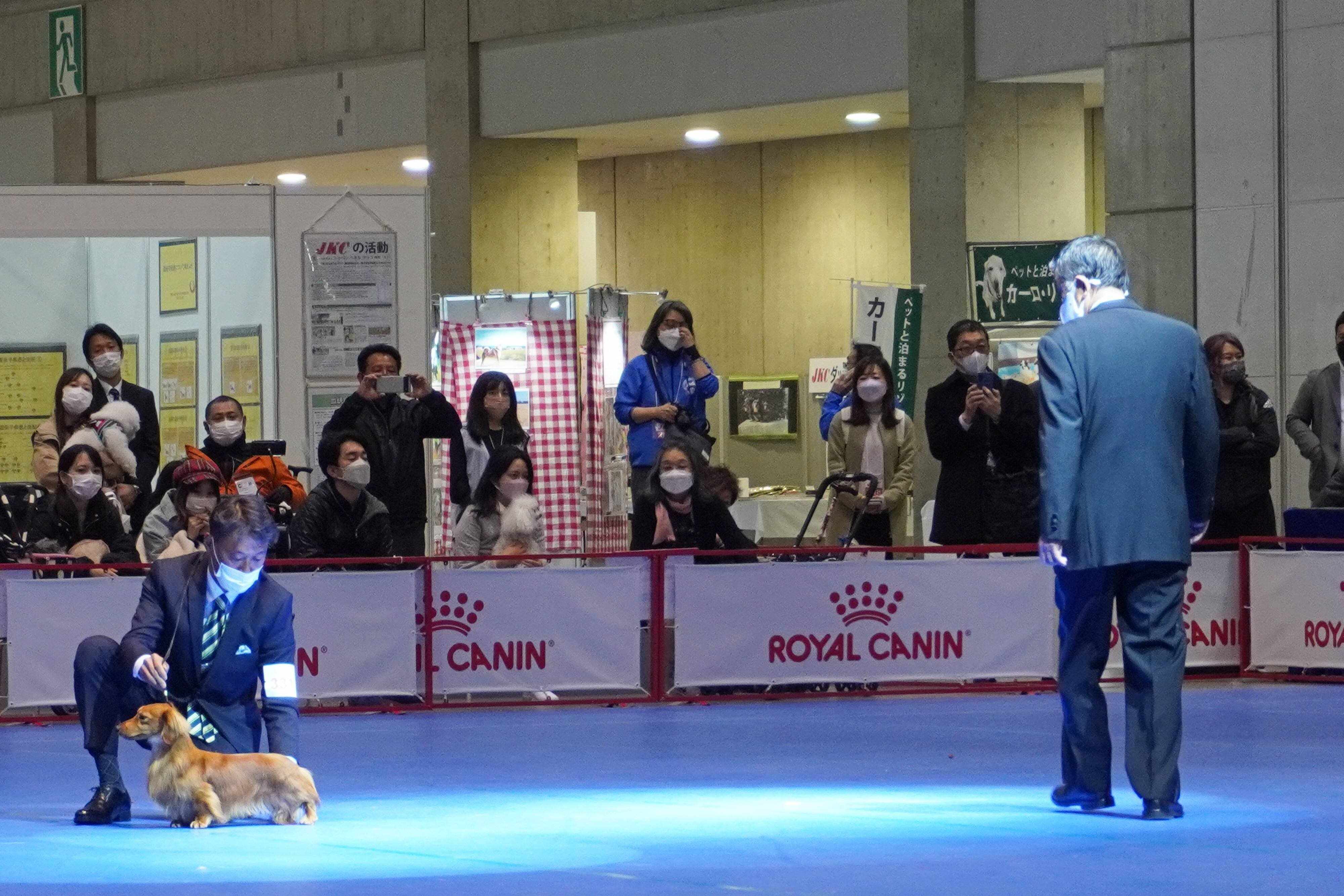 ドッグショーのダックスフンド