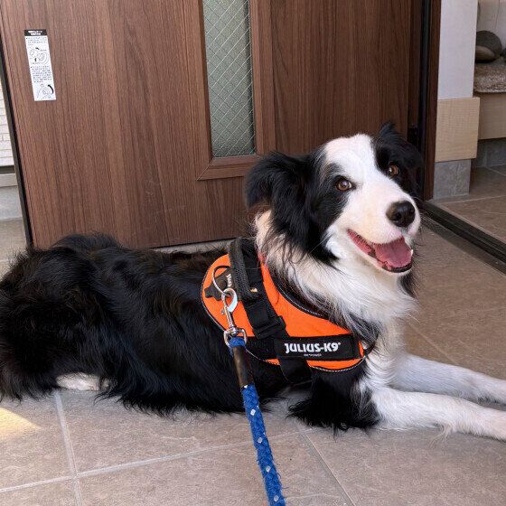 ボーダー・コリーのきくくん♪