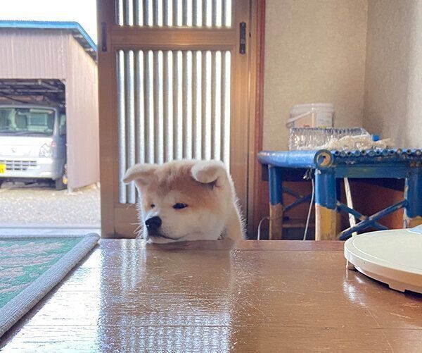 あご乗せをするむう太くん