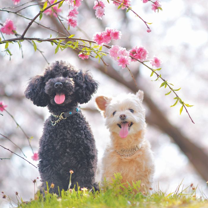 撮影/犬丸美絵
