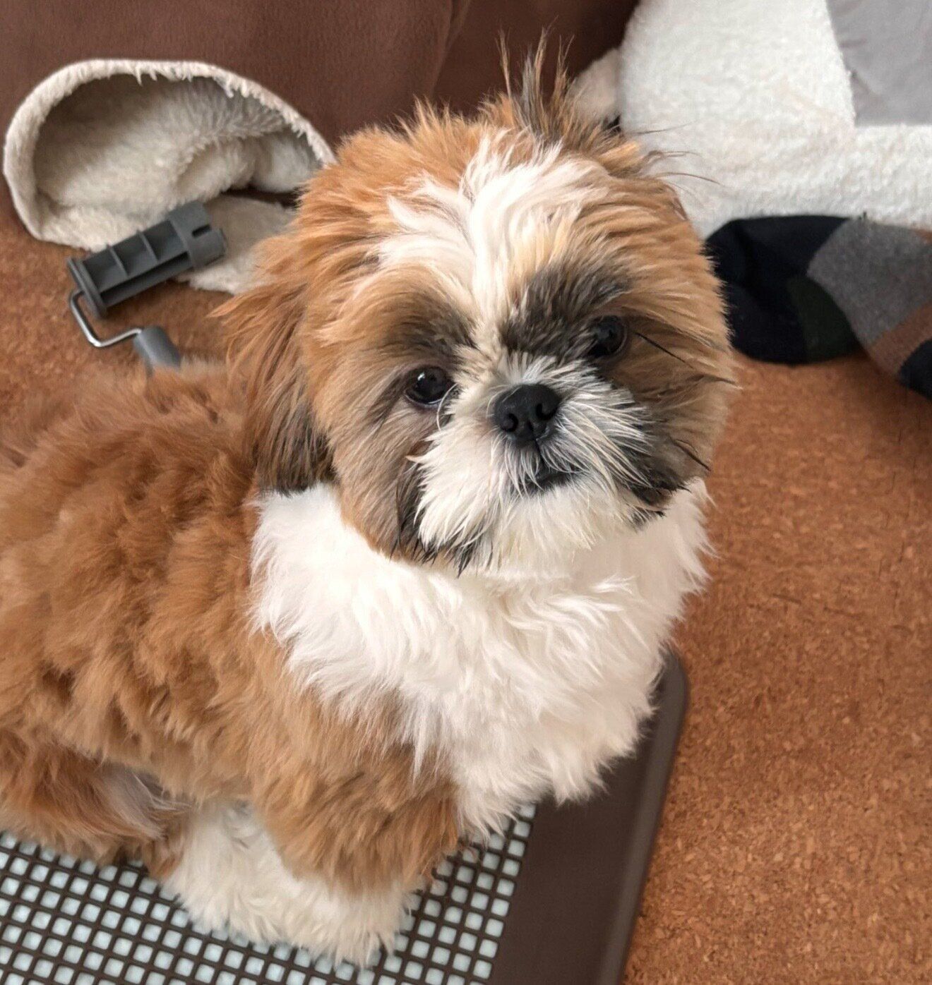 見つめるちゃむくん