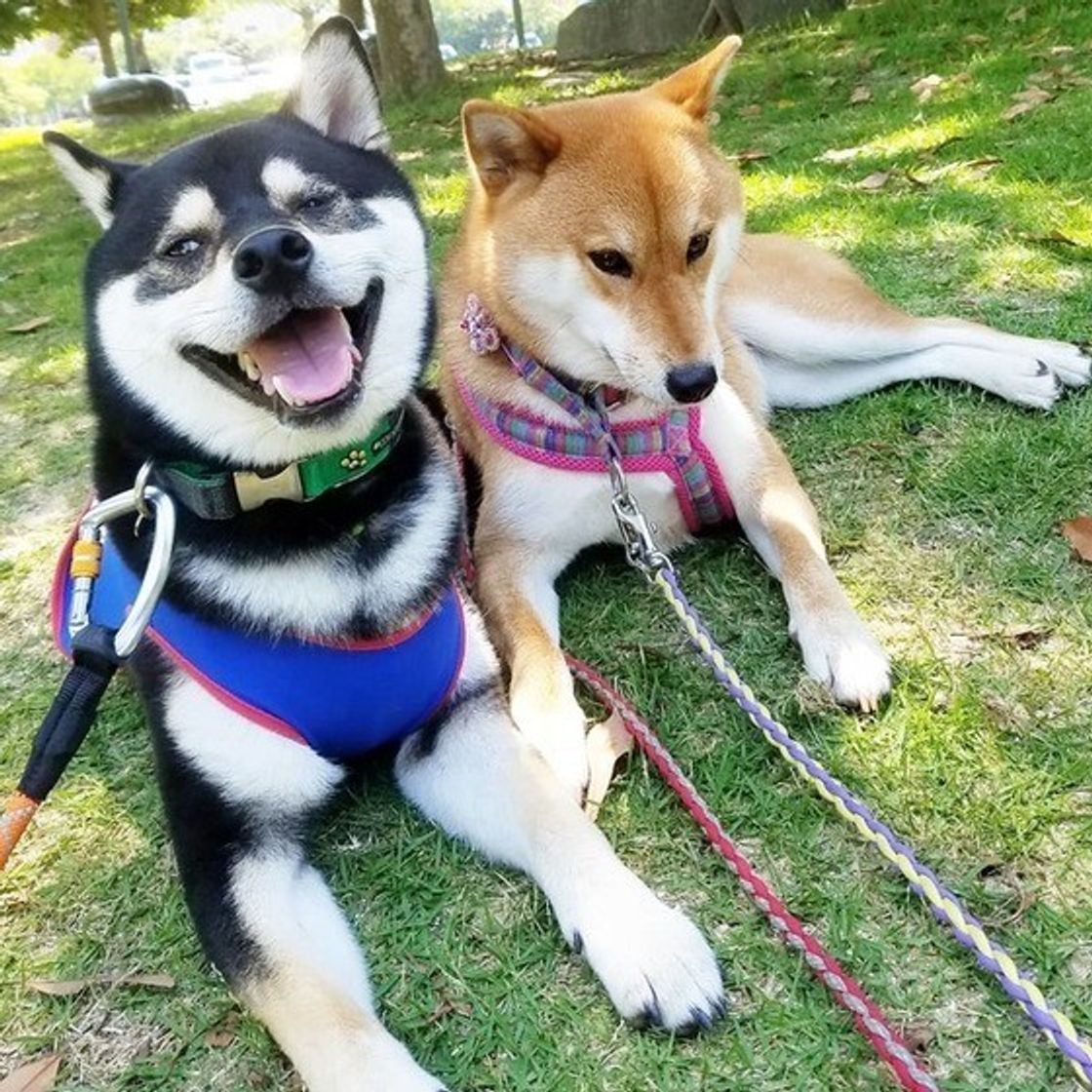 柴犬の理想的な体重はどれくらい 病気にさせないための健康管理とは いぬのきもちweb Magazine 柴犬の理想的な体重はどれくらい 病気にさせないための健康管理とは いぬのきもちweb Magazine