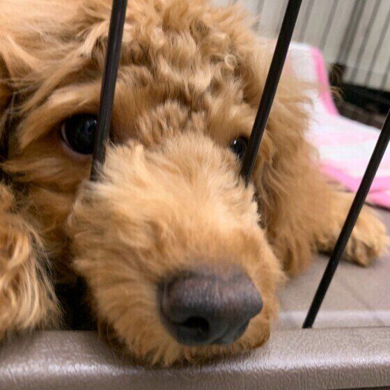 ケージの隙間に顔を入れる犬