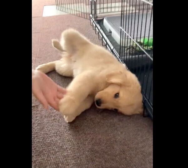 ふにゃふにゃしていて「オテ」「オカワリ」ができないむぎくん