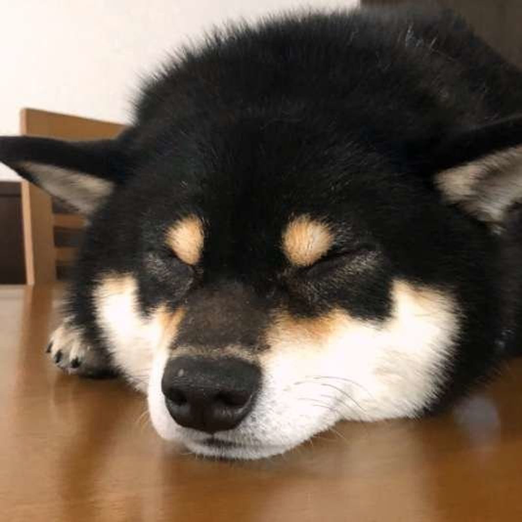 何でこんな場所で寝るの 犬の 変な寝場所 には意味があった いぬのきもちweb Magazine 何でこんな場所で寝るの 犬の 変な寝場所 には意味があった いぬのきもちweb Magazine