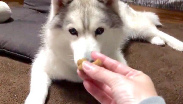 おやつを見つめるシルビアちゃん