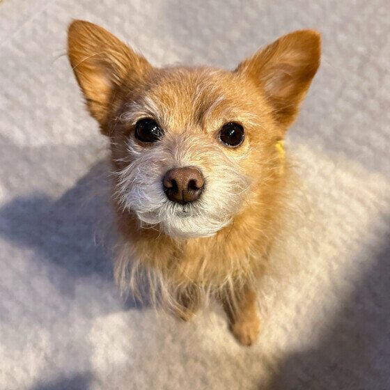 犬用トイレトレーはどんな種類がある？ 犬が落ち着けるトイレの設置場所とは いぬのきもち