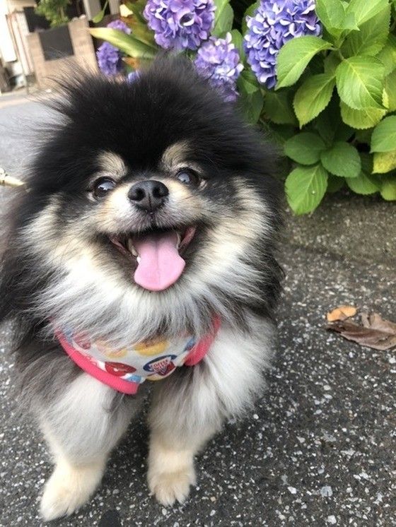 にっこり笑う犬