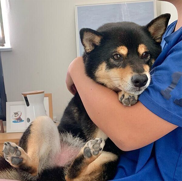 甘えるさくくん