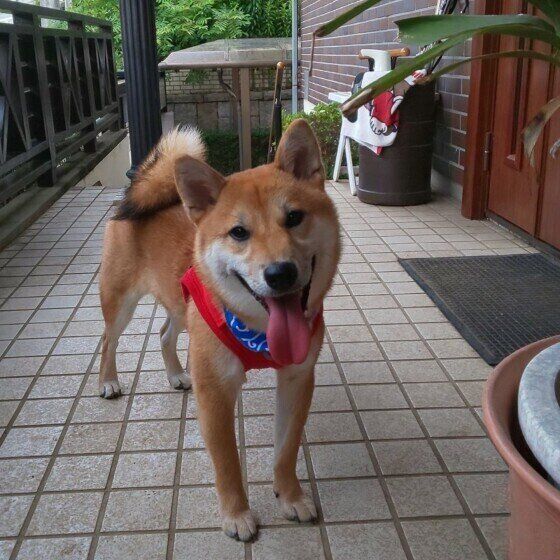 お散歩に出かける犬（柴、オス）