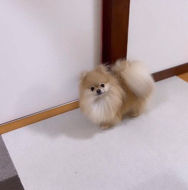 首を傾げるなごみちゃん