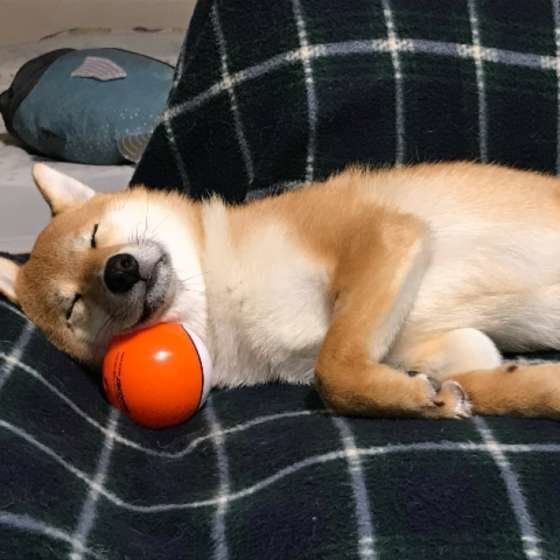 ぐっすり眠れている?犬が安心できる寝床を作ってあげよう