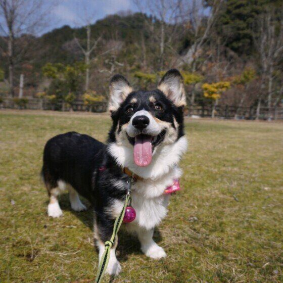 笑顔を見せるウェルシュ・コーギー・ペンブロークの子犬