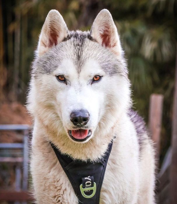 2才になったスカイくん