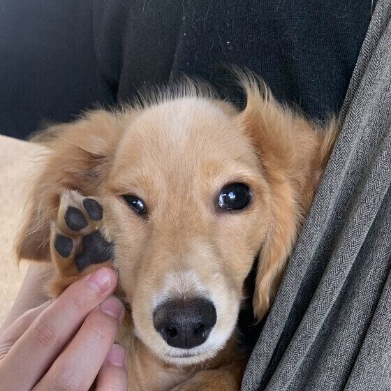 カニーンヘン・ダックスフンドのこたろうくん