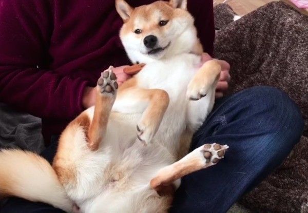 くつろぐワンコ