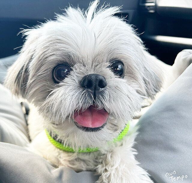 シーズー犬マンガてんぽshihtzu