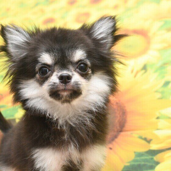 チワワのこなつちゃん♪