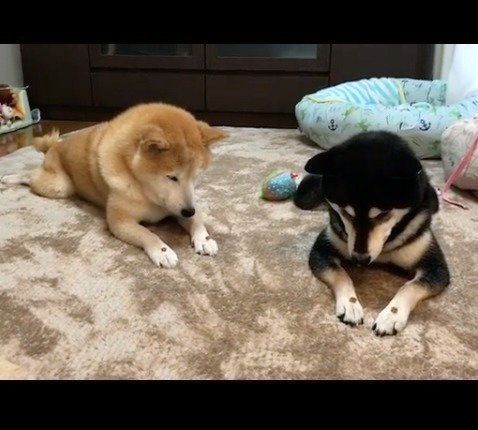 おやつをじっと待つワンコたち