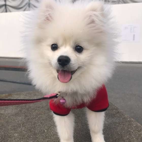 笑顔のポメラニアン