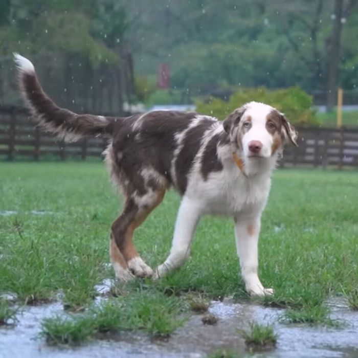 豪雨もへっちゃらなガルチェロちゃん