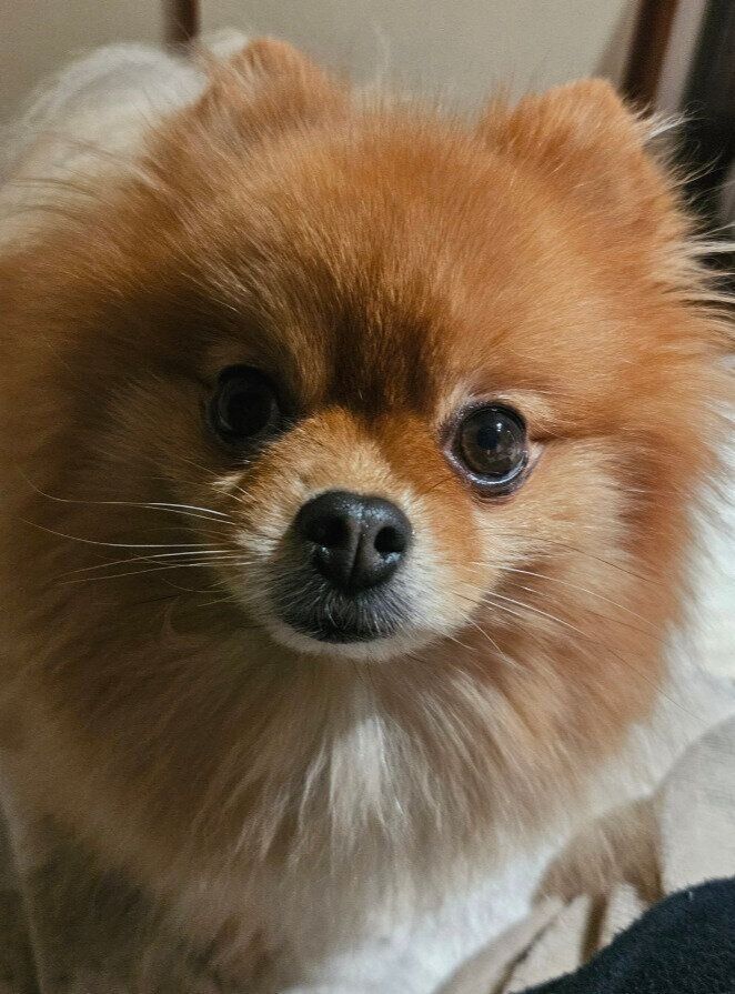 飼い主を見つめるポメラニアン