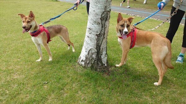 散歩を楽しむあんこちゃん、もちちゃん