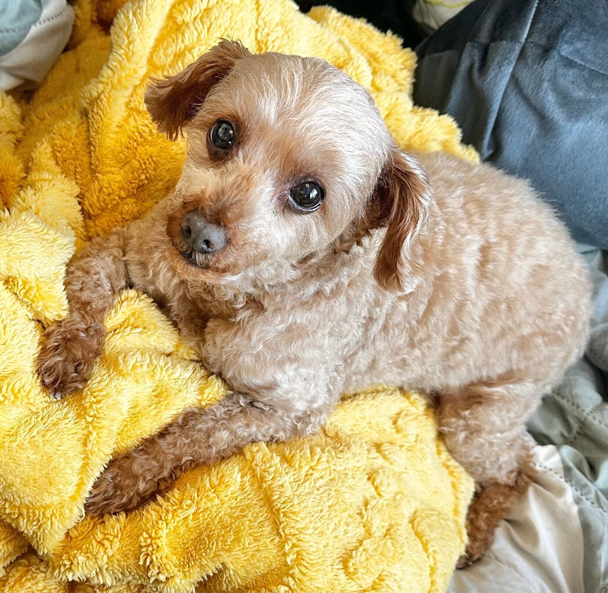 飼い主さんを見つめるゆずくん