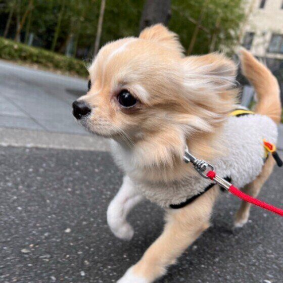 散歩するチワワ