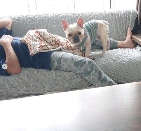 毛布をかけてあげるフレンチ・ブルドッグ