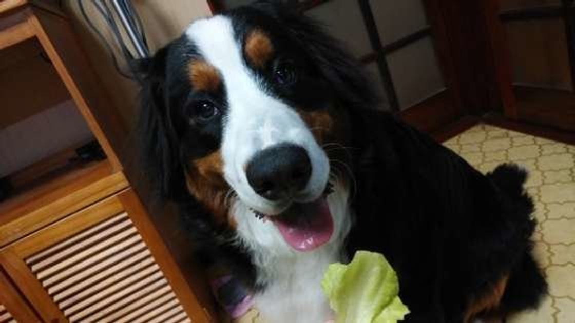 キャベツやレタスは犬に与えてもok 注意点も解説 いぬのきもちweb Magazine キャベツやレタスは犬に与えてもok 注意点も解説 いぬのきもちweb Magazine