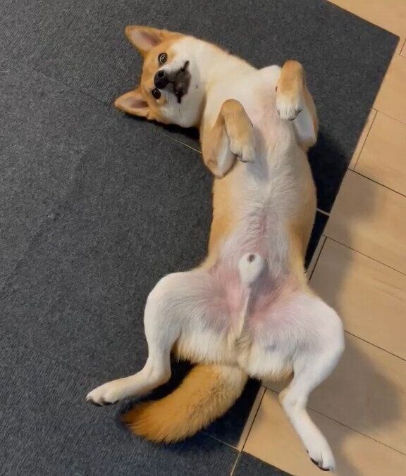 床に落ちてるぼんたんくん