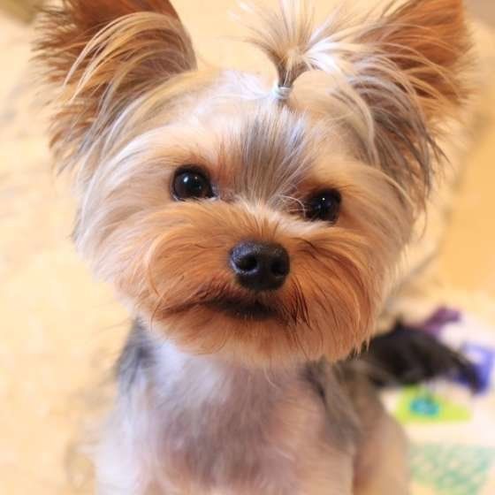 長い被毛がかわいいヨークシャー・テリア