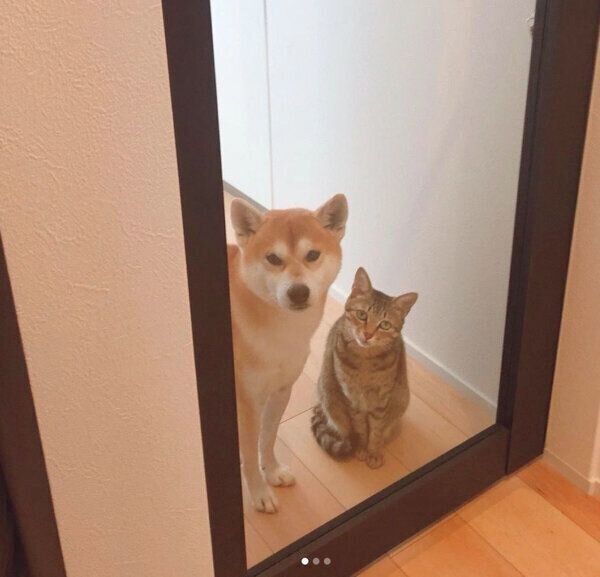飼い主さんの帰宅を出迎えるHaluくん、Mugiくん