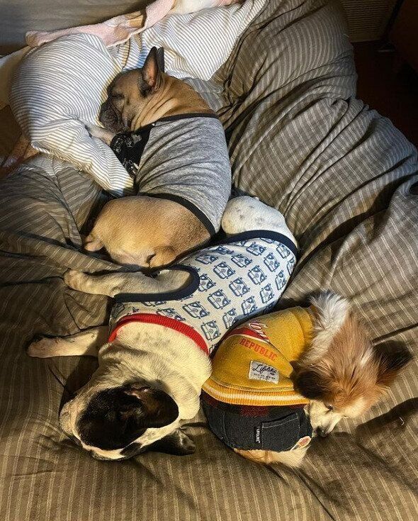 3頭が寄り添いあう犬団子