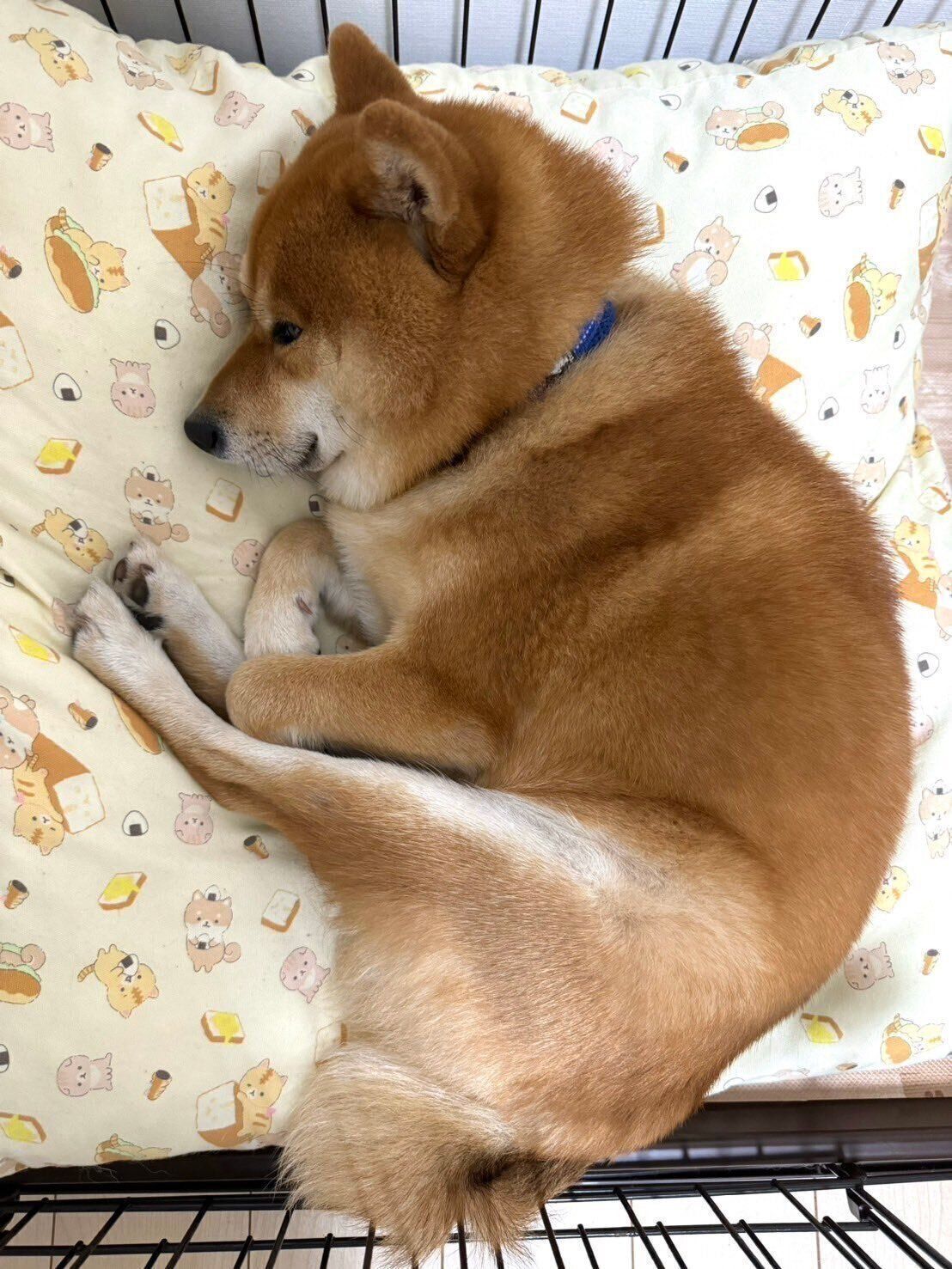 まったりするたわしくん