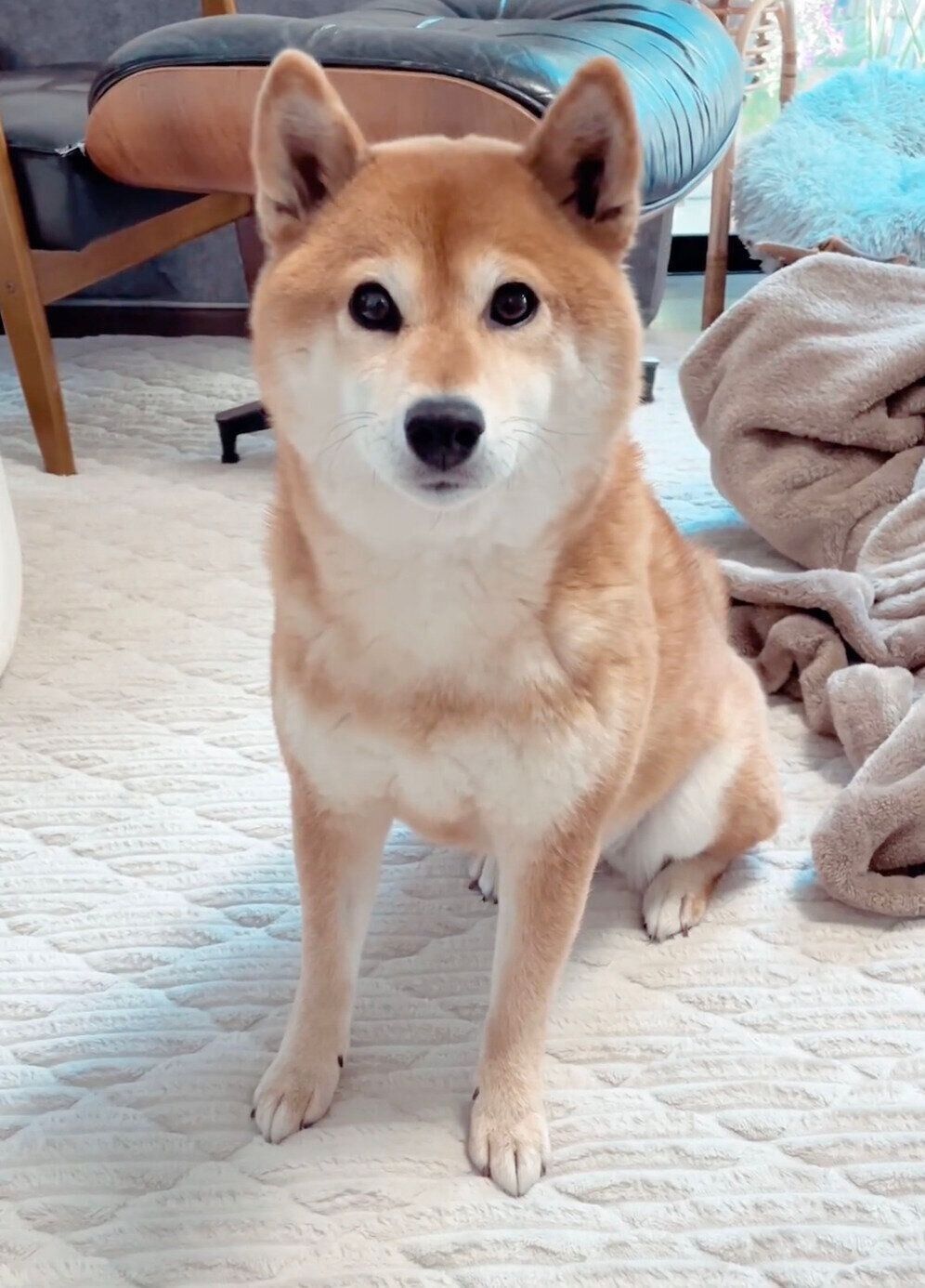 見つめるエマちゃん