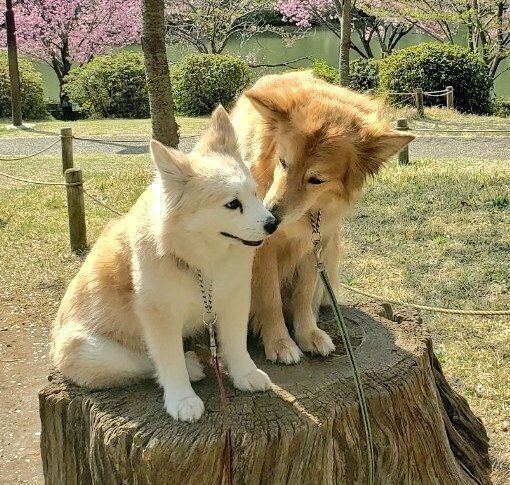 やさしくレイちゃんを見つめるチャロくん　レイちゃんはとても幸せそう