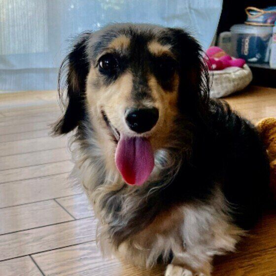 ベロを出すジョチちゃん（ミニチュア・ダックスフンド）